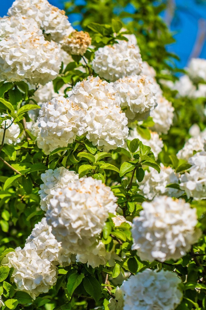 八仙花 粉团花 草绣球 紫绣球 紫阳花 绣球 木绣球 植物 摄影 风光 花朵 花儿