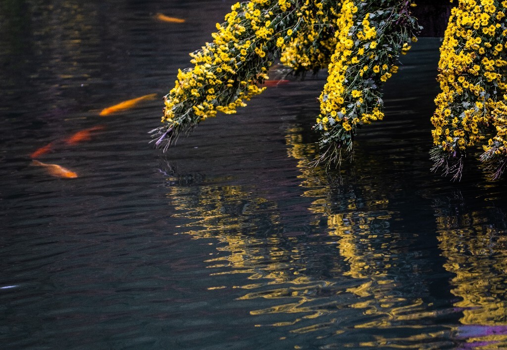 菊花 寿客 金英 黄华 秋菊 陶菊 日精 女华 延年 隐逸花 家菊 花儿 盛开的菊花