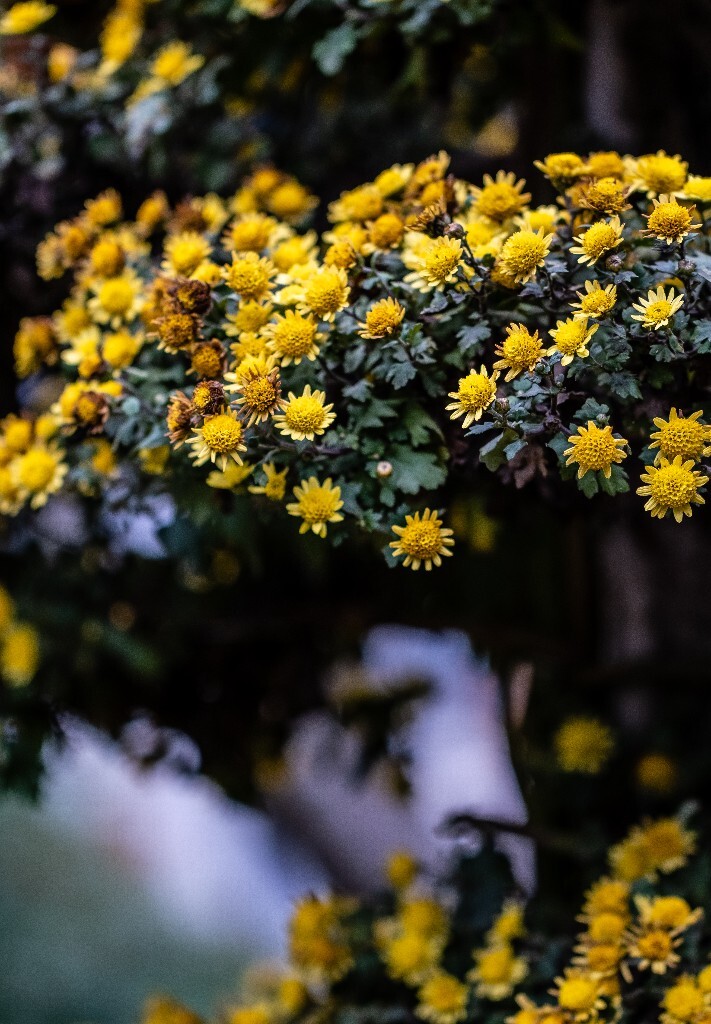 菊花 寿客 金英 黄华 秋菊 陶菊 日精 女华 延年 隐逸花 家菊 花儿 盛开的菊花