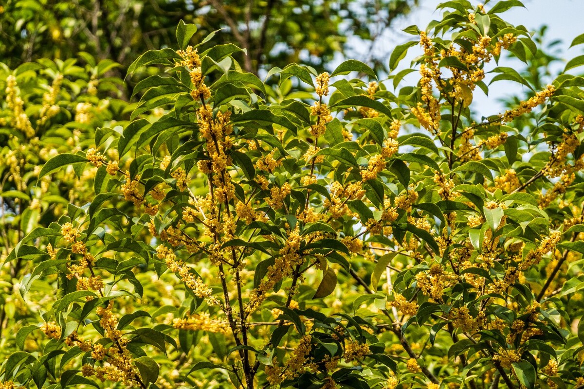 岩桂 木犀 九里香 金 植物 摄影 花草 桂花 金桂 银桂 丹桂 月桂