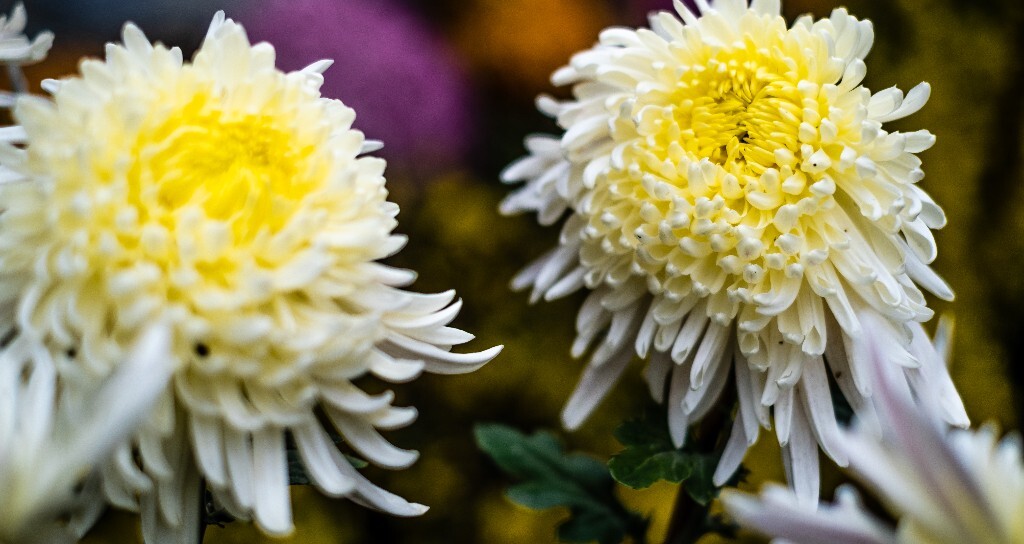 菊花 寿客 金英 黄华 秋菊 陶菊 日精 女华 延年 隐逸花 家菊 花儿 盛开的菊花