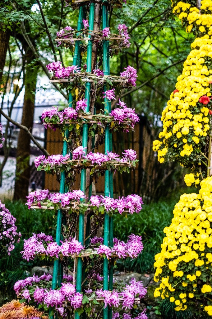 菊花 寿客 金英 黄华 秋菊 陶菊 日精 女华 延年 隐逸花 家菊 花儿 盛开的菊花