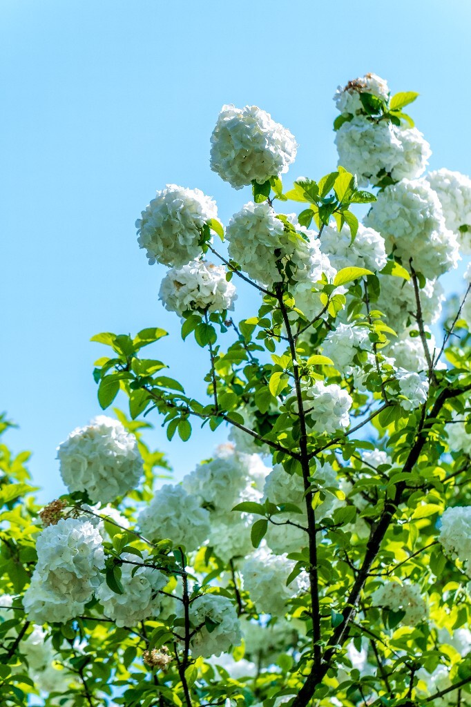 绣球 八仙花 粉团花 草绣球 紫绣球 紫阳花 山绣球