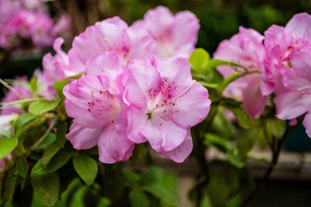 杜鹃花 山踯躅 山石榴 映山红 照山红 唐杜鹃 春鸟花 杜鹃 植物 微距 摄影 风光 自然