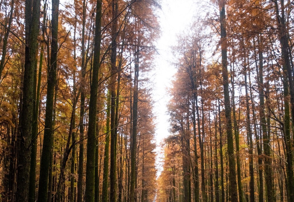 落叶乔木 水杉 梳子杉 树木 秋季 秋天 秋天的颜色 图片 摄影 风光 旅游