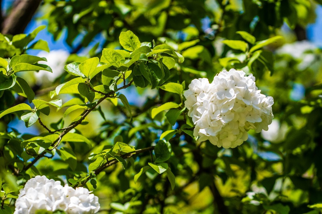 八仙花 粉团花 草绣球 紫绣球 紫阳花 绣球 木绣球 山绣球 摄影 植物 风光 摄影