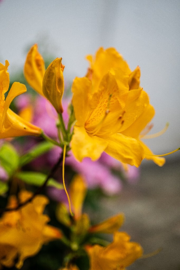 杜鹃花 山踯躅 山石榴 映山红 照山红 唐杜鹃 春鸟花 杜鹃 植物 微距 摄影 风光 黄色的杜鹃
