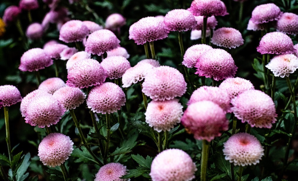 菊花 寿客 金英 黄华 秋菊 陶菊 日精 女华 延年 隐逸花 家菊 花儿 盛开的菊花