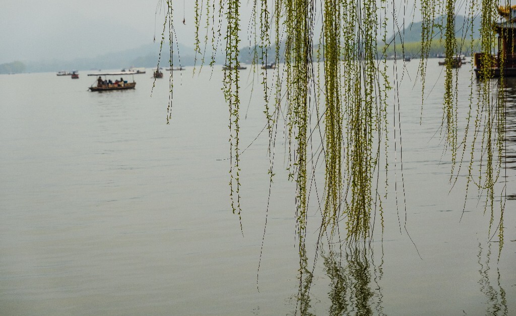 风光 西湖 柳树 叶子 植物