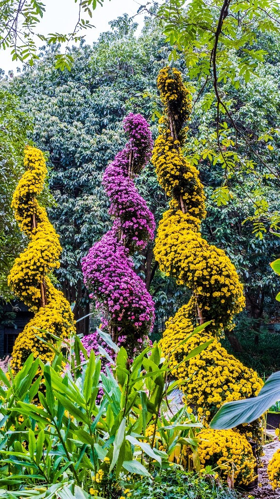 菊花 寿客 金英 黄华 秋菊 陶菊 日精 女华 延年 隐逸花 家菊 摄影 植物 花朵  花儿 盛开的菊花 秋菊