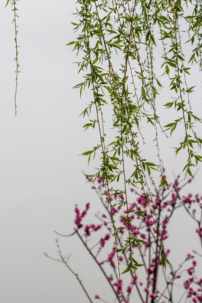 柳树 西湖柳树 桃花 风光 西湖风光 桃红柳绿 植物 花朵 花儿 春天 自然 西湖之春