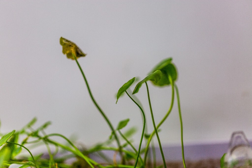 植物 金钱草 香菇草 美国石莲花 普通天胡荽 小蕈草 显脉 香菇草 铜钱草 毛天胡荽 毛香菇草 少脉香菇草 摄影