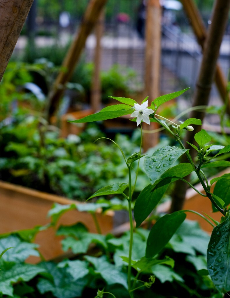 花朵 风光 摄影  植物 辣椒  微距 