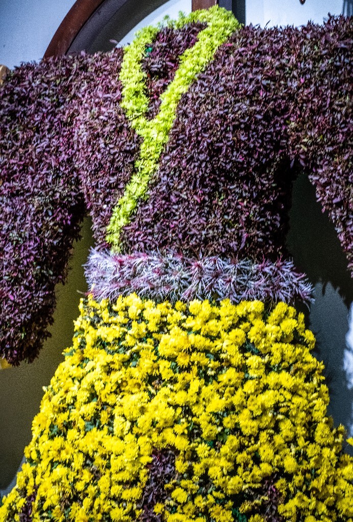 菊花 寿客 金英 黄华 秋菊 陶菊 日精 女华 延年 隐逸花 家菊 花儿 盛开的菊花