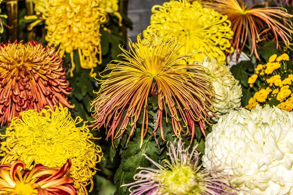 菊花 寿客 金英 黄华 秋菊 陶菊 日精 女华 延年 隐逸花 家菊 植物 花朵 图片 摄影 旅行 菊花展