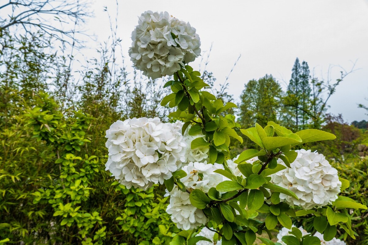 绣球 八仙花 粉团花 草绣球 紫绣球 紫阳花  花草 植物
