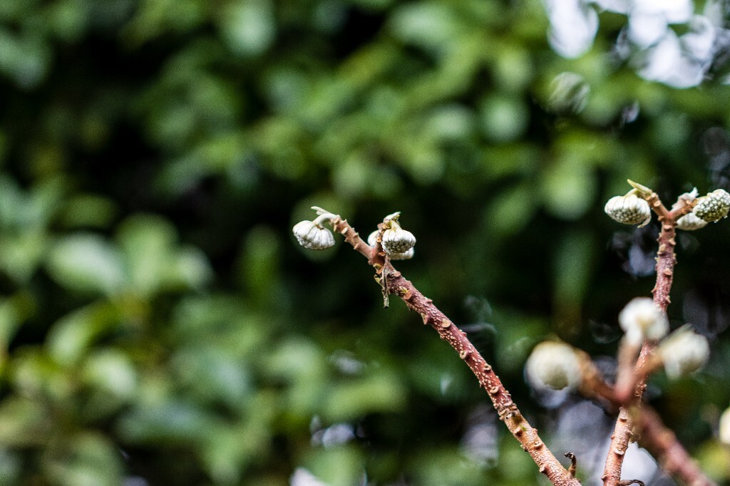 打结花 打结树 黄瑞香 喜花 梦冬花 岩泽兰 三桠皮 三叉树 蒙花 家香 山棉皮 雪花皮 梦花