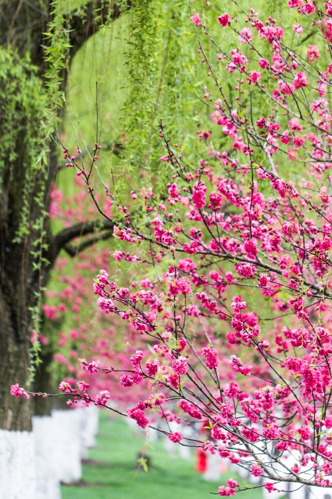 西湖桃花 桃花 自然 微距 风光 色彩 西湖之春 春天 桃红柳绿 西湖三月天
