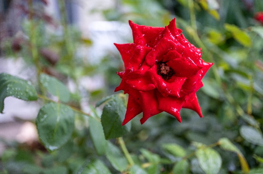 月季 植物 微距 花草 自然 摄影 花儿 盛开的月季花 自然风光 旅行 红色的月季花