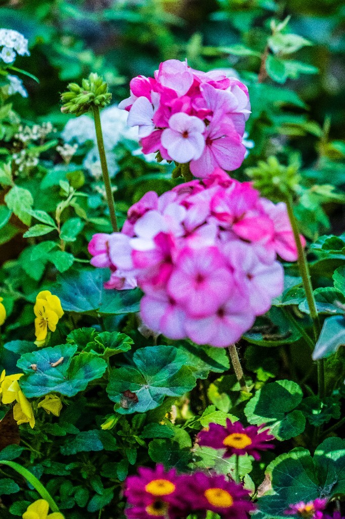 风光 花草 鲜花 花朝花 花儿 花朵 摄影