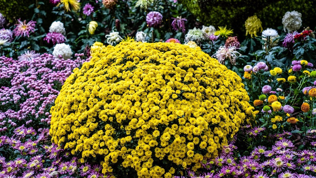 菊花 寿客 金英 黄华 秋菊 陶菊 日精 女华 延年 隐逸花 家菊 花儿 盛开的菊花