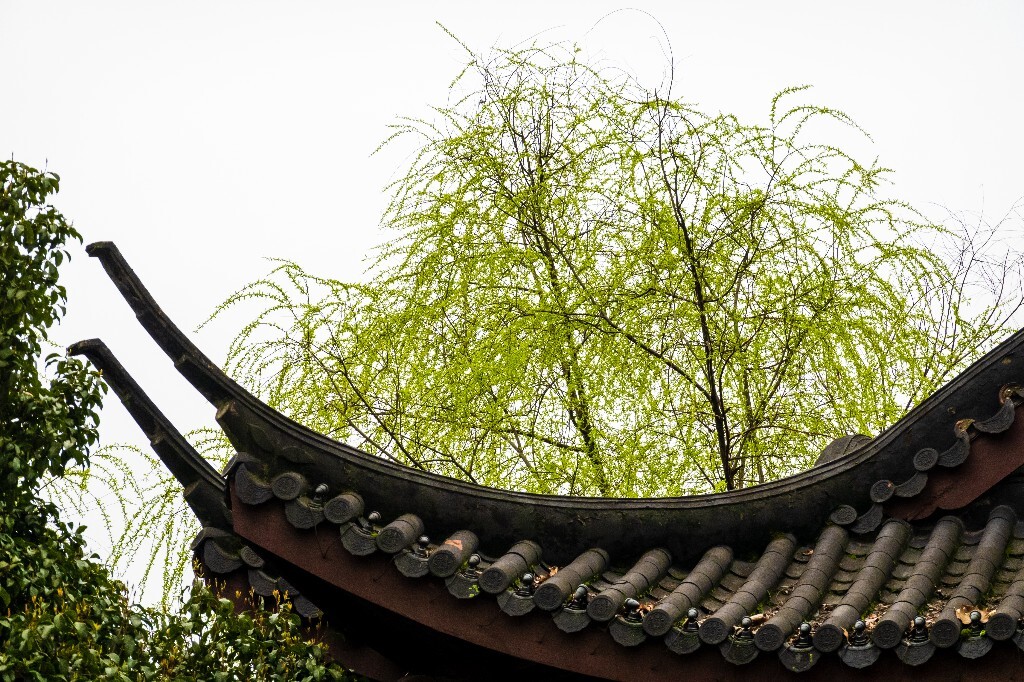 柳树  自然 风光 西湖  摄影