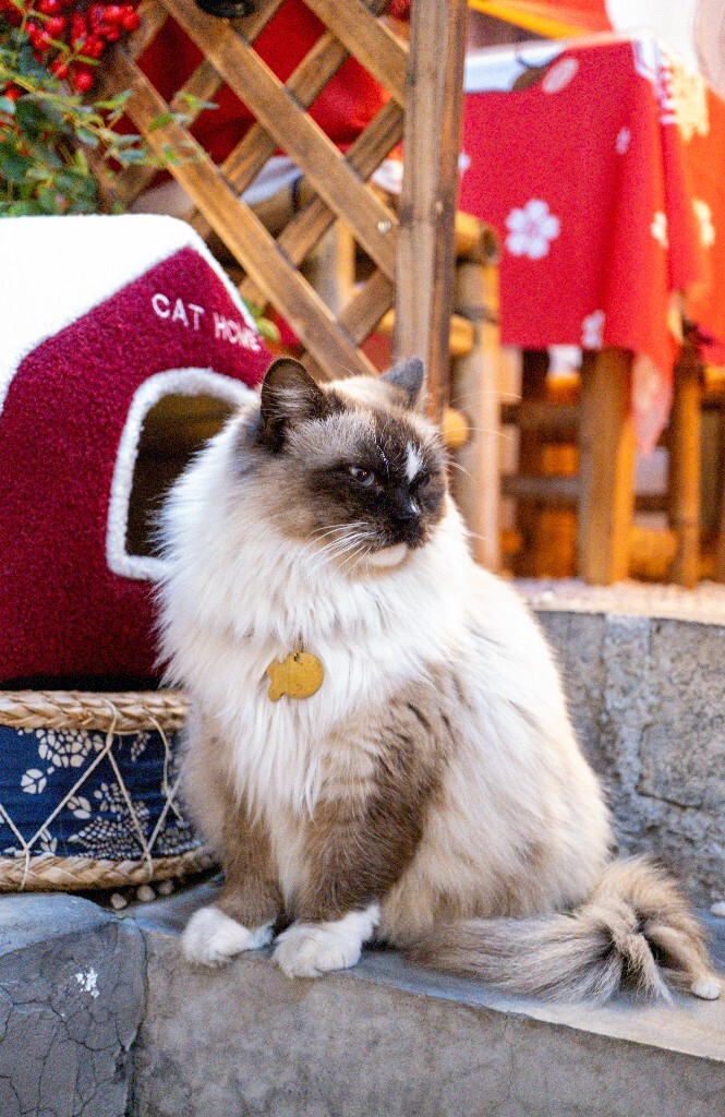 猫猫 动物 宠物 宠物摄影 喵星人 
