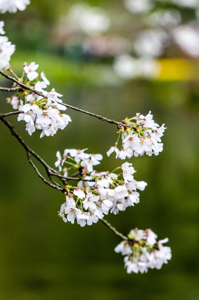 樱花 白色樱花 植物 风光 色彩 自然 环境 西湖春天 西湖之春 西湖风光 风景