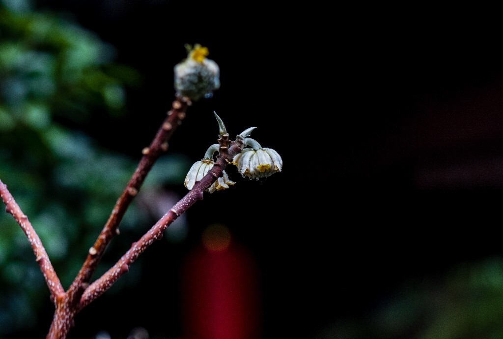 打结花 打结树 黄瑞香 喜花 梦冬花 岩泽兰 三桠皮 三叉树 蒙花 家香 山棉皮 雪花皮 梦花