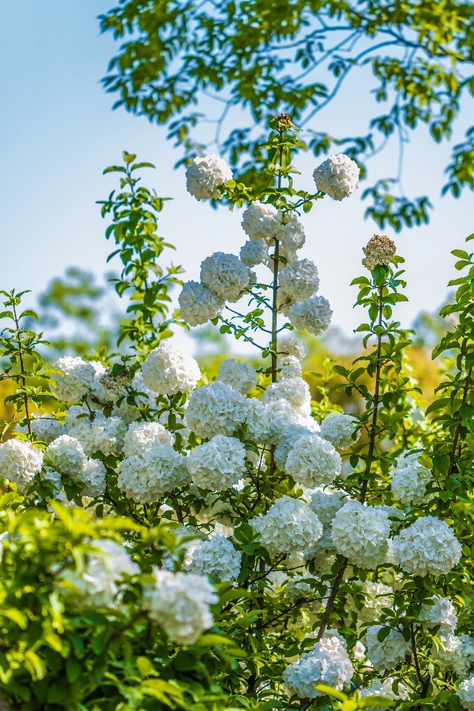 八仙花 粉团花 草绣球 紫绣球 紫阳花 绣球 木绣球 植物 摄影 风光 花朵 花儿 绣球花