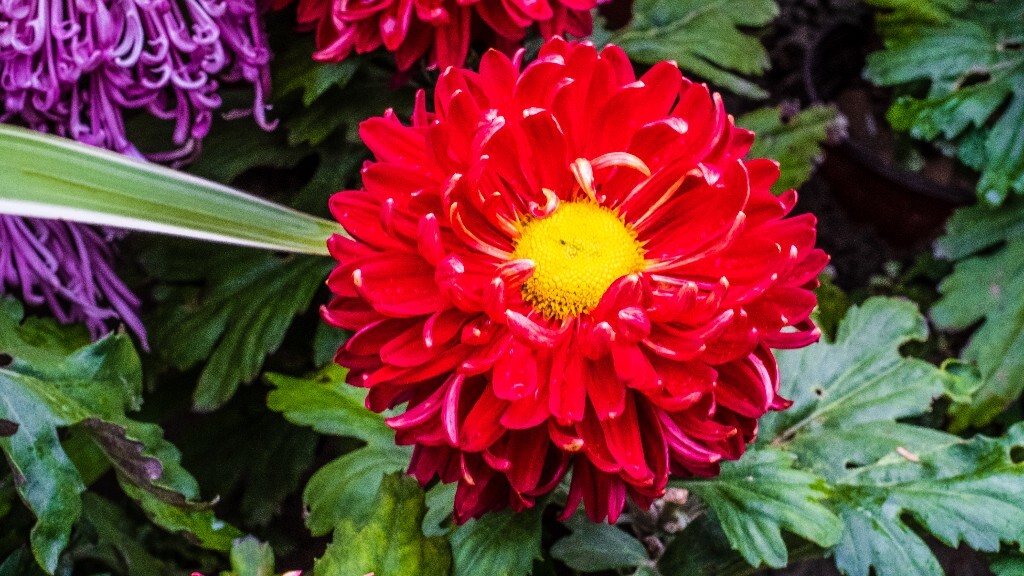 菊花 寿客 金英 黄华 秋菊 陶菊 日精 女华 延年 隐逸花 家菊 花儿 盛开的菊花
