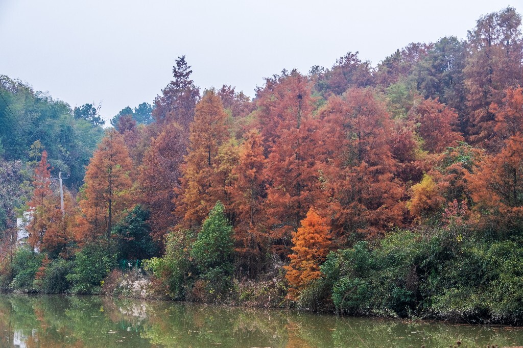 落叶乔木 水杉 梳子杉 树木 秋季 秋天 秋天的颜色 图片 摄影 风光 旅游
