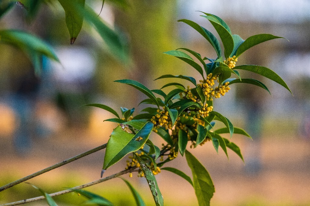桂花 岩桂 木犀 九里香 金桂 银桂 丹桂 月桂 植物
