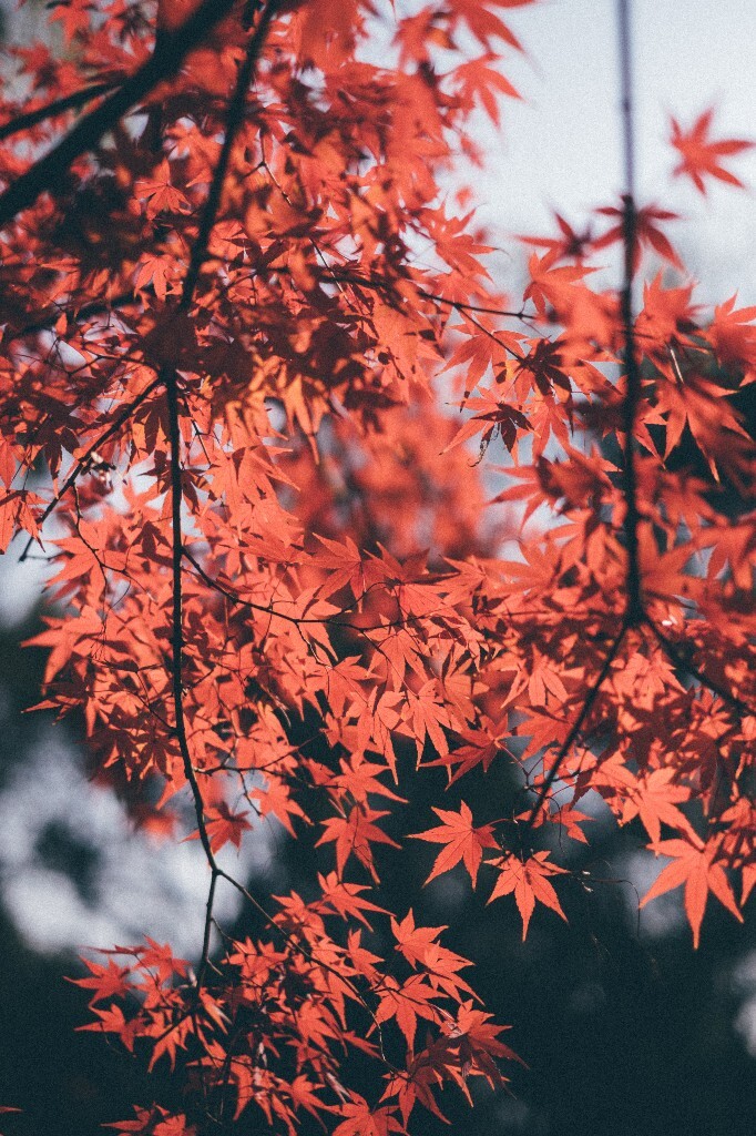 枫叶 红叶 树叶 秋季 秋天 图片 摄影 风光 自然