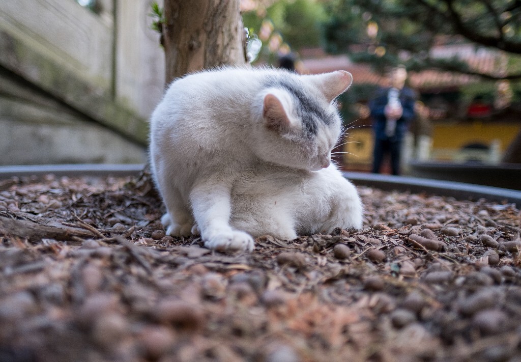 猫猫 喵星人 摄影 自然 宠物 寺庙里面的猫猫 宠物摄影