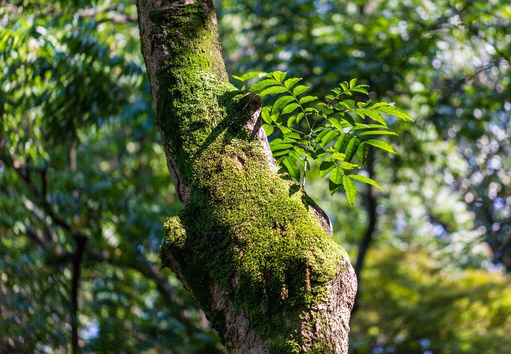 光影 植物 叶子 生命力   自然 风光  摄影