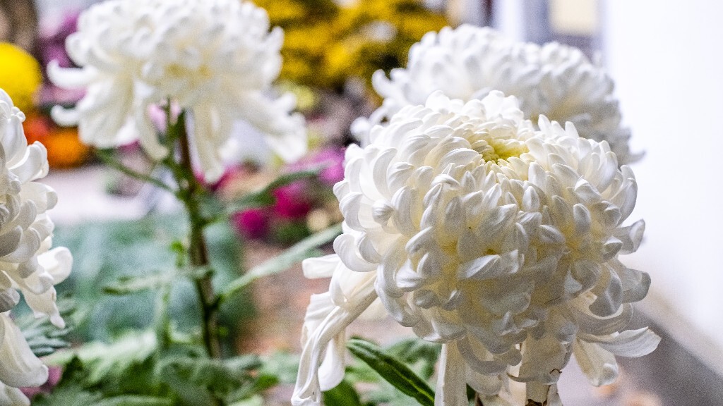 菊花 寿客 金英 黄华 秋菊 陶菊 日精 女华 延年 隐逸花 家菊 花儿 盛开的菊花