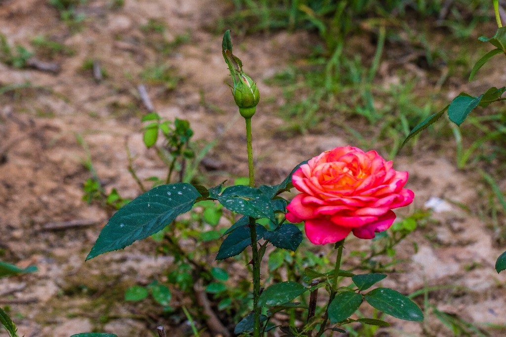 月季花 花中皇后 月月红 月月花 长春花 四季花 胜春 摄影 风光 植物 花朵 花儿