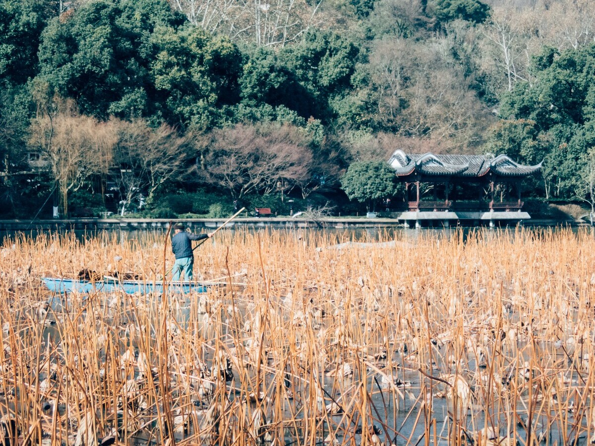 西湖美化人 环境保护人 西湖 枯荷 荷塘 风光 自然 风景 杭州西湖 清理人 人像 图片 素材