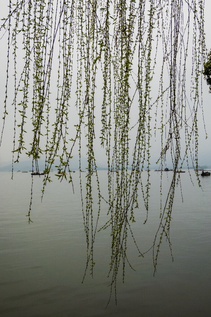 风光 西湖 柳树 叶子 植物