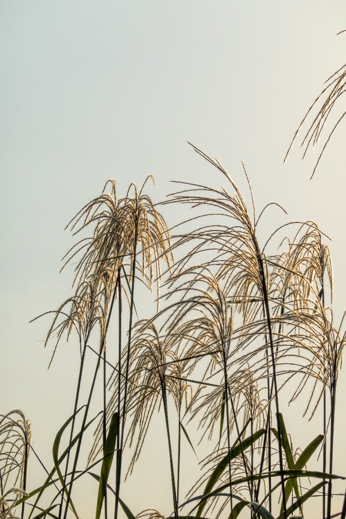 日出日落 芦苇 夕阳 植物 风光 自然