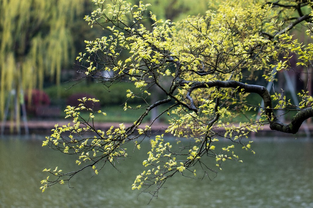 西湖风光 自然 风景 环境 春天 西湖