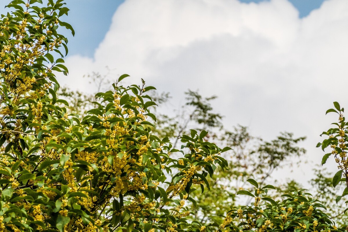 桂花 花朵 植物 摄影 旅行 花儿 金桂 银桂