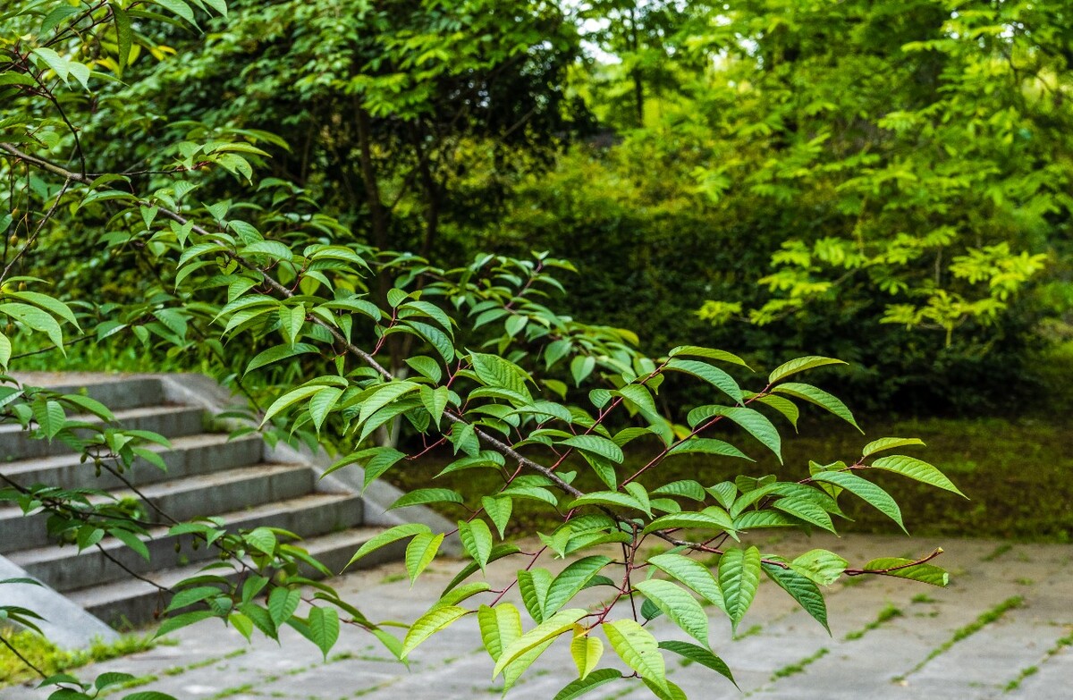 植物  旅行  樱桃树 摄影 自然 风光