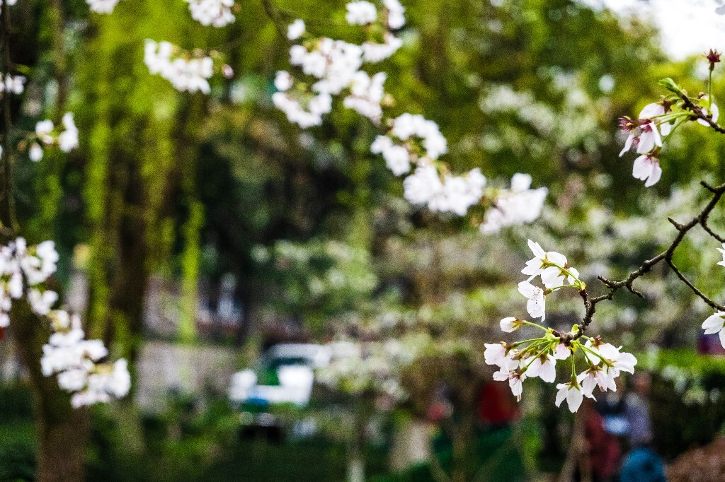 樱花 自然 风光 自然风光 盛开的樱花 花草 花朵 旅行