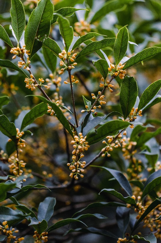 桂花 木樨 岩桂 金桂 银桂 丹桂 月桂 木犀 九里香 植物 花卉 盛开的桂花 桂花开了