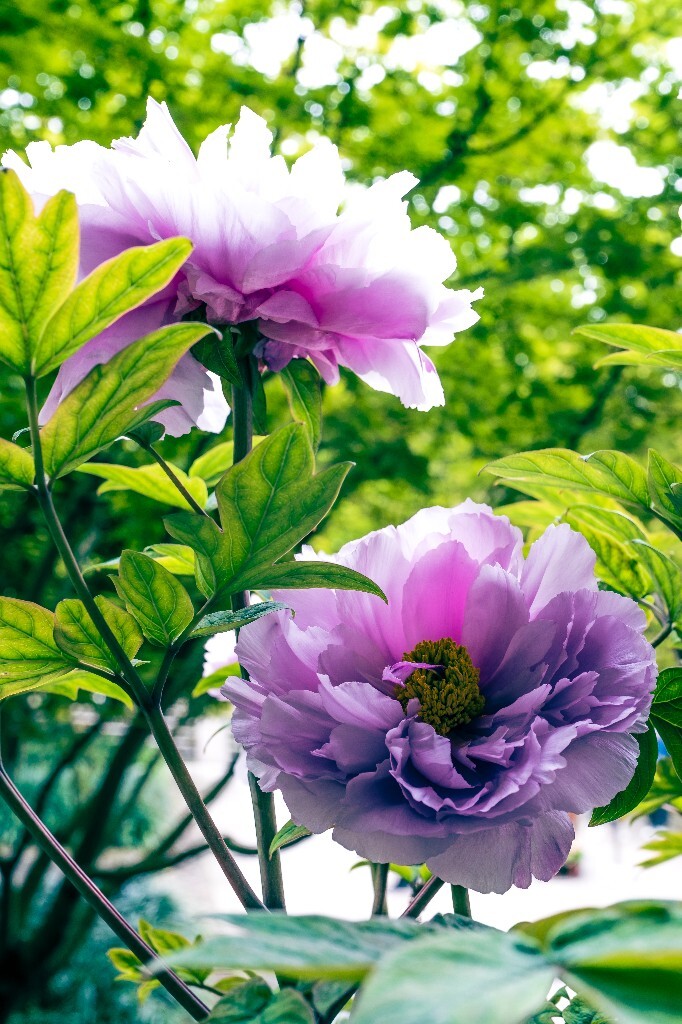鼠姑 鹿韭 白茸 木芍药 百雨金 洛阳花 富贵花 牡丹 植物 花朵 花儿 牡丹花 含苞待放