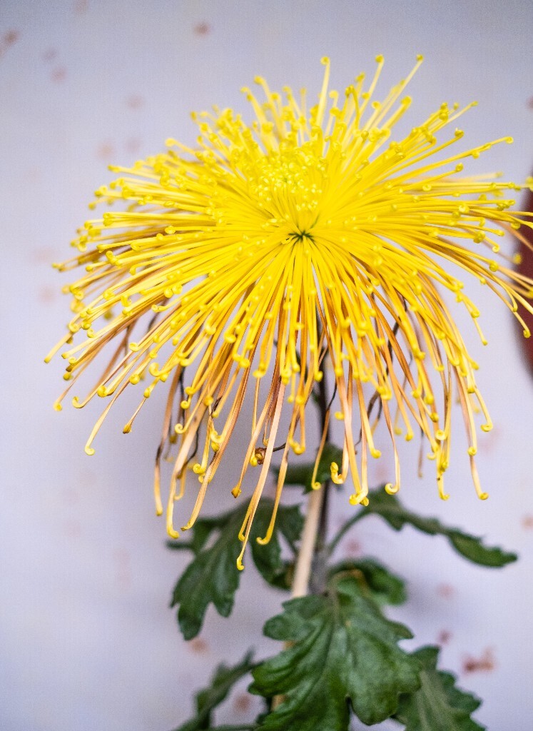 菊花 寿客 金英 黄华 秋菊 陶菊 日精 女华 延年 隐逸花 家菊 花儿 盛开的菊花