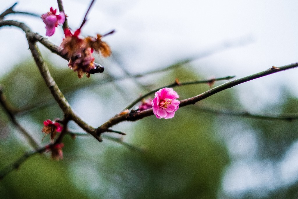 梅花 红色的梅花 梅 图片 摄影 风光 花卉 花朵 旅游 花