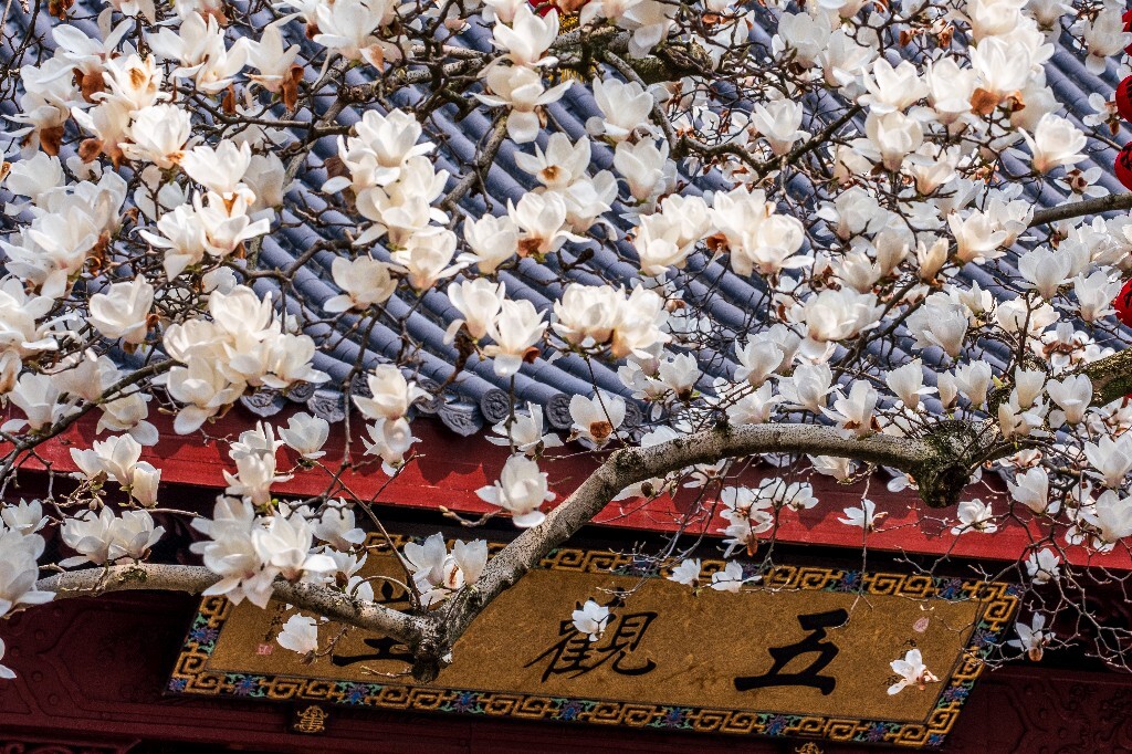 玉兰 玉兰花 植物 微距 摄影 风光 自然 法喜寺 500年玉兰 旅行 白色的玉兰